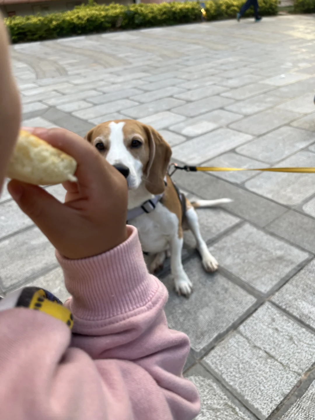 宝的大饼，让比来守候