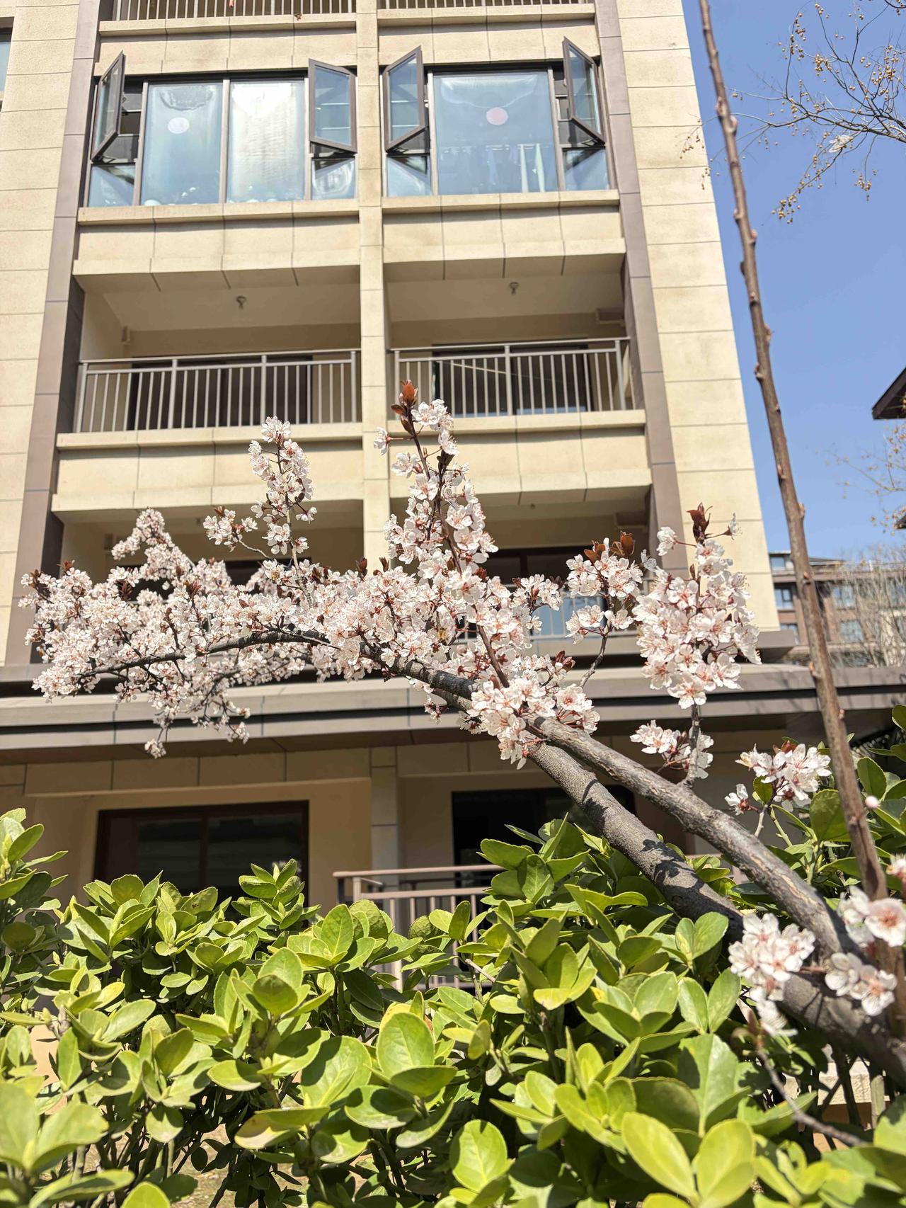 风变柔了，天更蓝了，光秃秃的枝桠间，悄悄冒出了花苞，连鸟巢都在等着新生命的啼鸣。