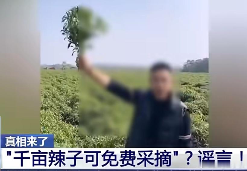 千亩辣椒免费摘系谣言真是服了，什么都有人造谣，损坏别人的利益对他有什么好处，严抓