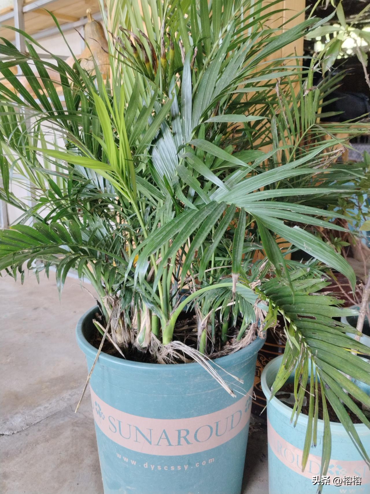 家里这盆散尾葵，真是让人又爱又愁！
叶片长得郁郁葱葱，看着很有生机，可不少叶尖发