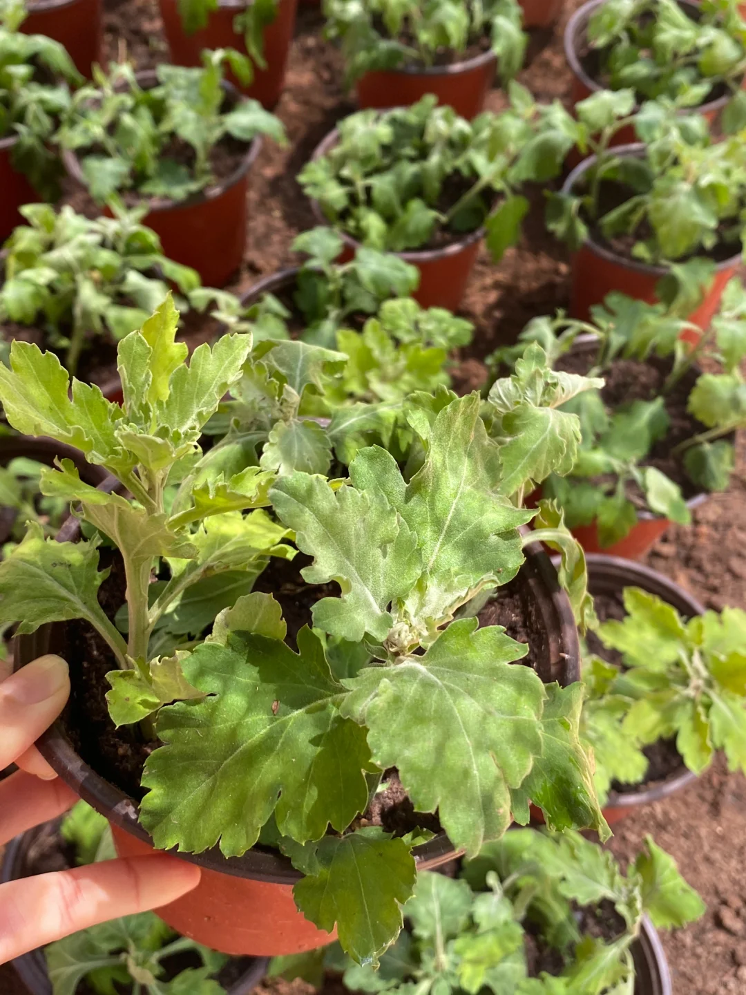 扦插了一百多棵菊花，以量取胜？好好活着