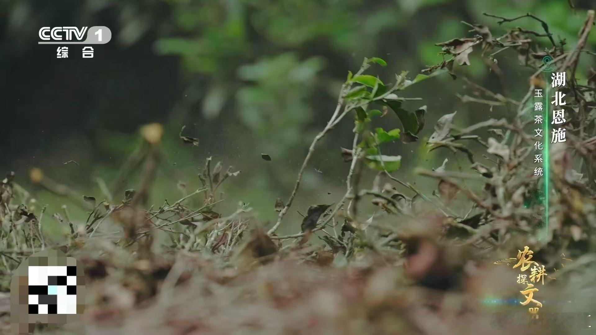 茶树做发型看得好解压茶树的焕新之旅开始！专属Tony熟练深修，老枝枯枝应声而落。