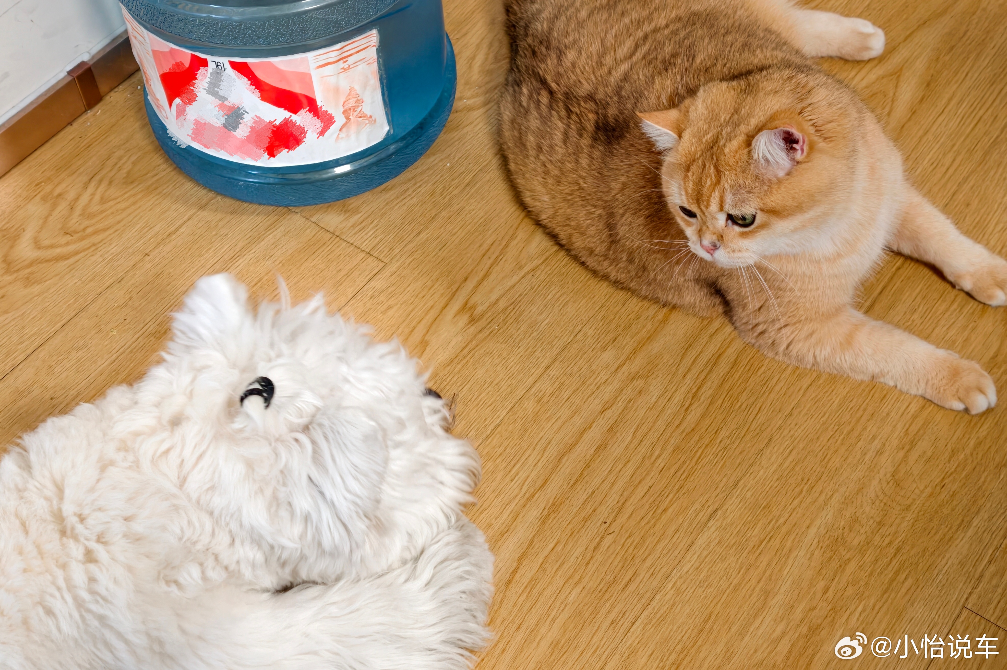 小狗的热情连小猫也抵不住呀有财总爱凑过来蹭来财，可来财只想当安静的美男子。几番“