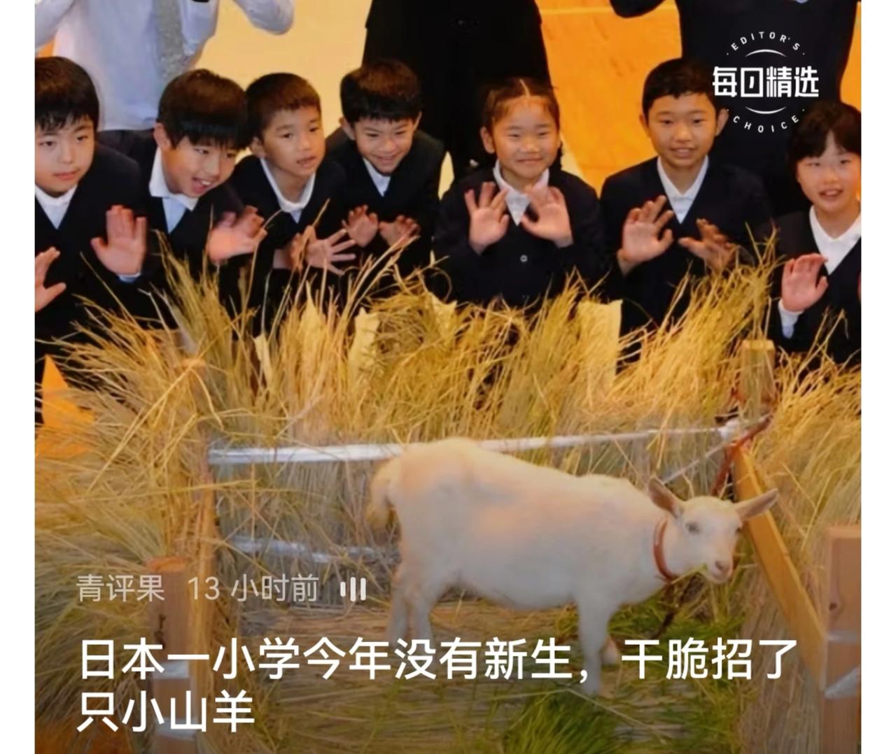 日本学校新生小山羊报到了！这是一年级唯一的一名新生。这所小学共有八名学生，分布在