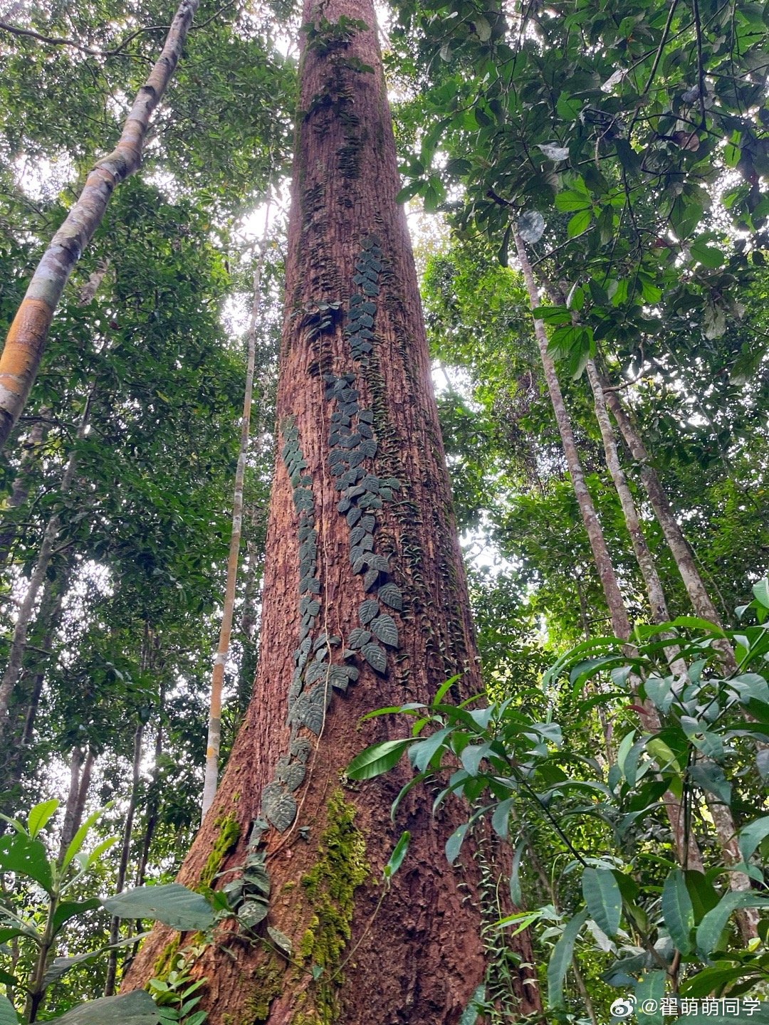 每次走完这种又闷又热的路之后，就会感觉特别爽，幻想自己又瘦了一点。（1树上的藤子