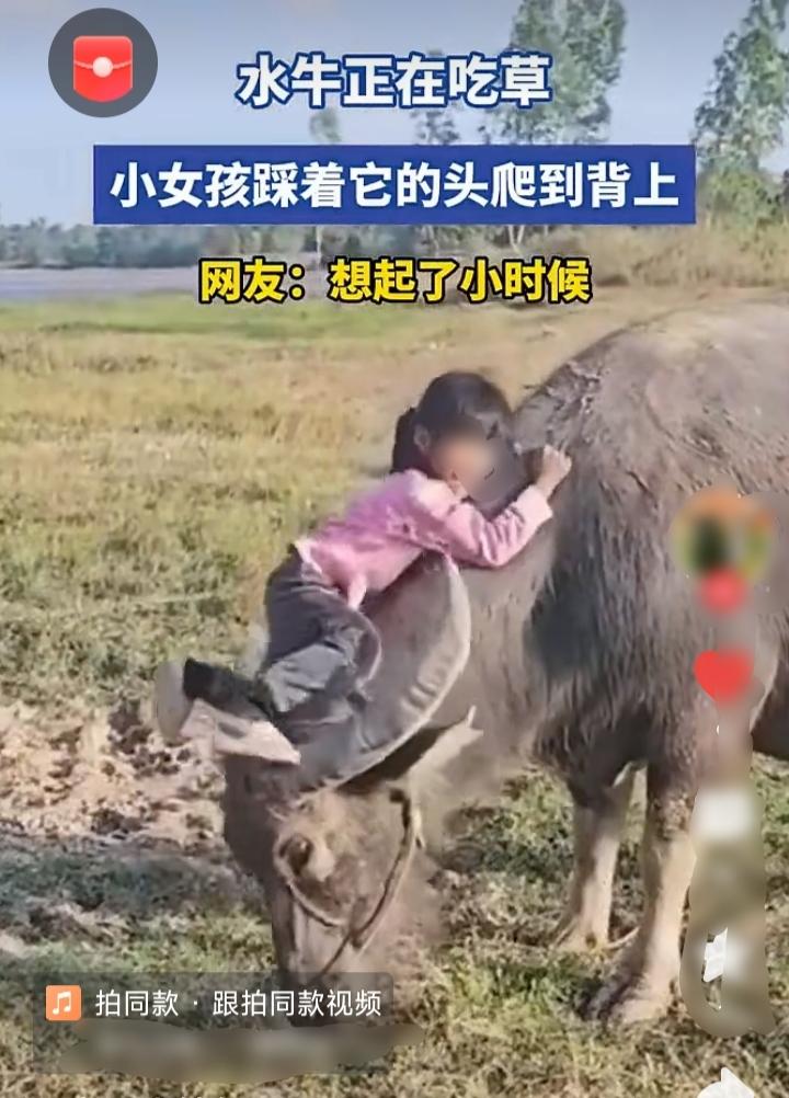 这牛应该是母牛，公牛一般没有这么温顺的，尤其是水公牛，脾气暴躁，战斗力超强，最爱