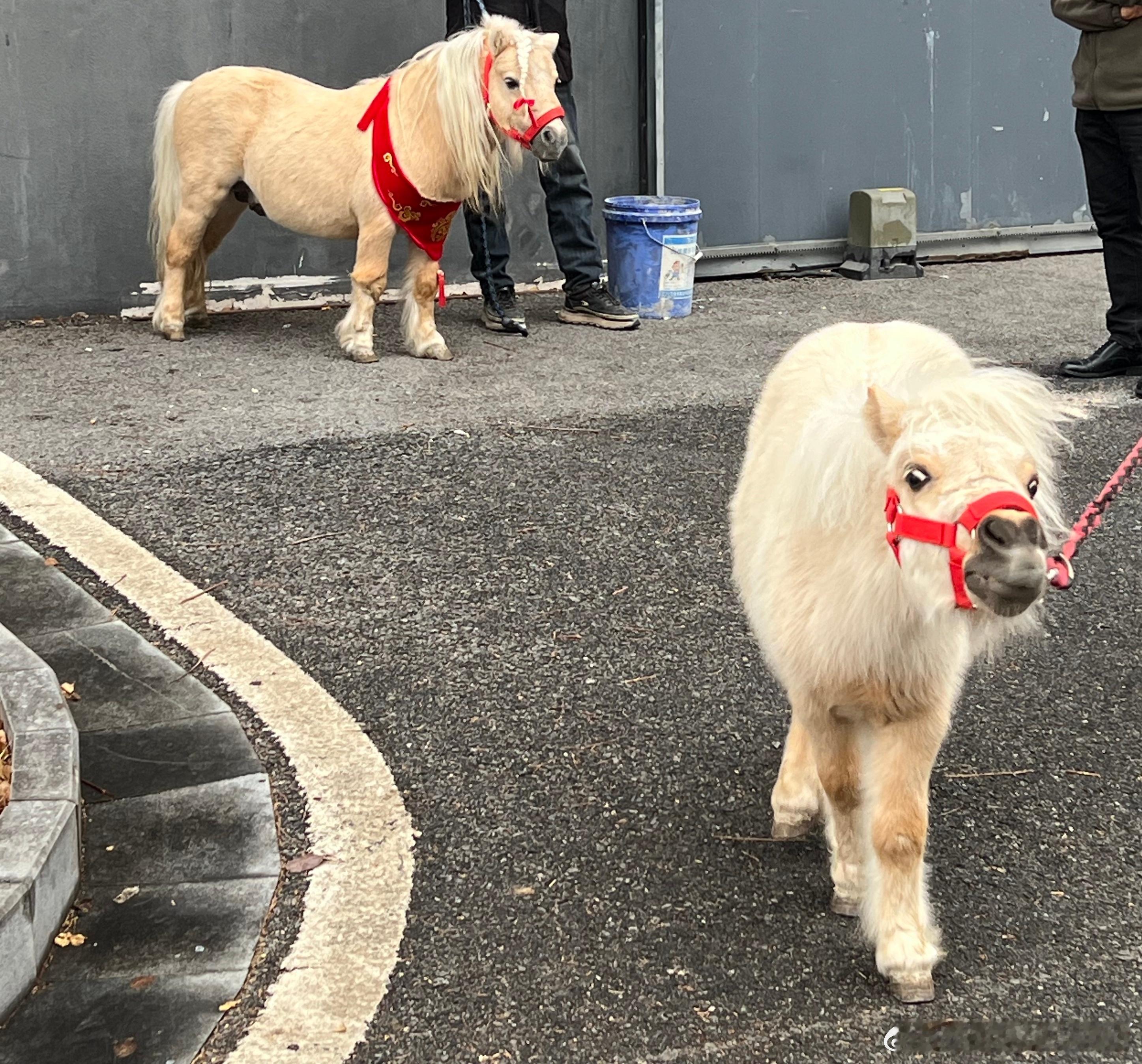 比时代峰峻还会抓小孩的人出现了浙江卫视越剧春晚  原本以为只是简单的舞台点缀，没