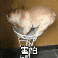 做了两个月的心理建设 明天就要去拔智齿了 第一次拔智齿好害怕…… ​​​