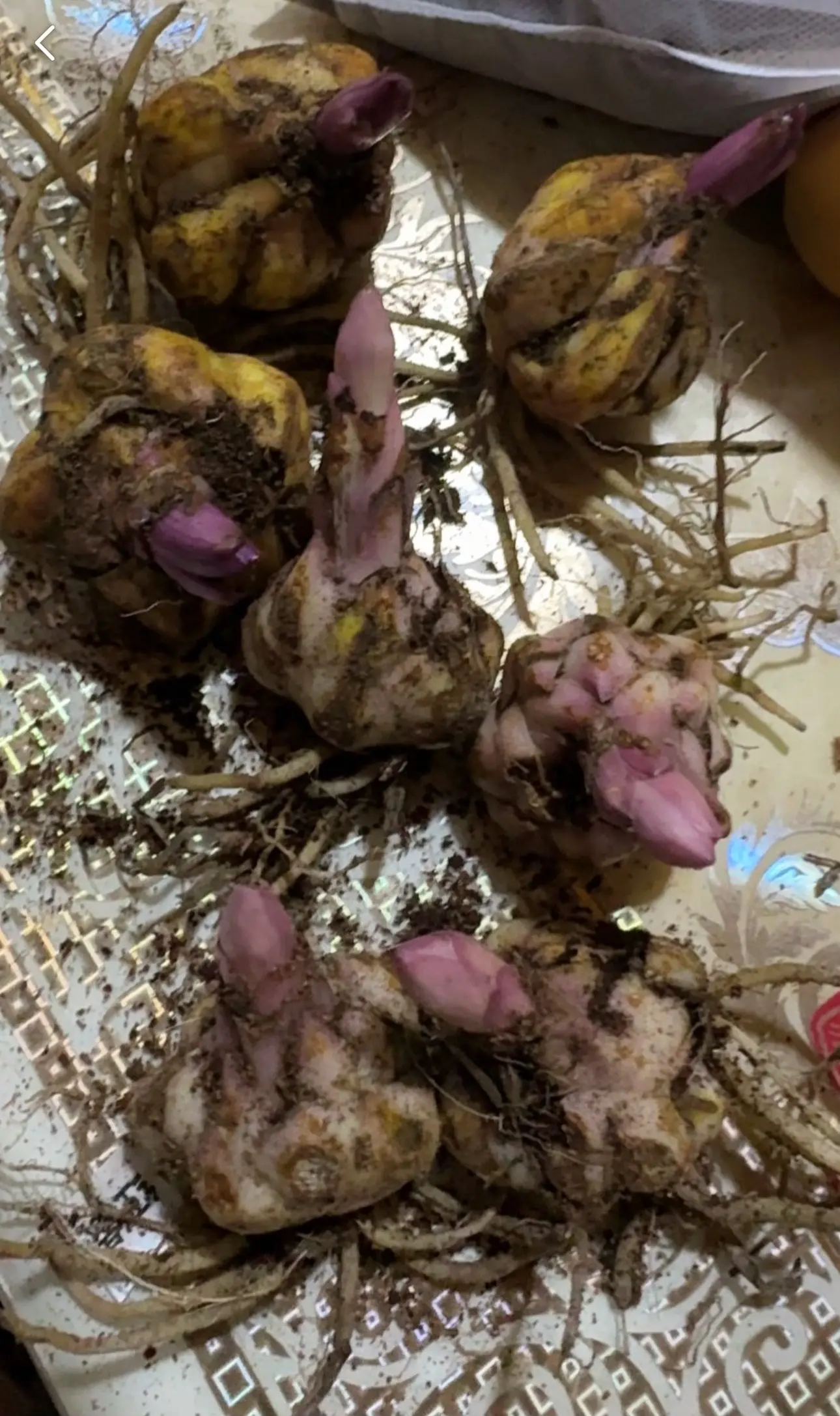 七月了，还有犟种在种百合花吗，反正我在种😂