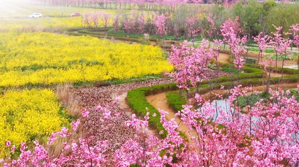 🔥昆明私藏秘境！呈贡江尾千亩花海美到窒息。滇池畔的江尾社区藏着四季浪漫！千亩花