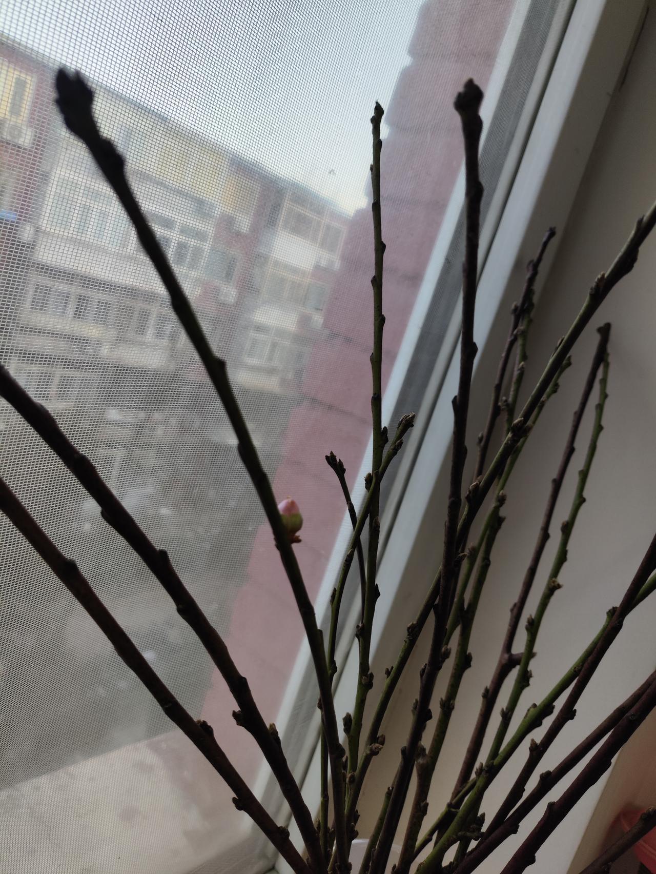 12月13号发货，15号到货，今天1月13号，养了一个月，终于要开花了，应该是桃