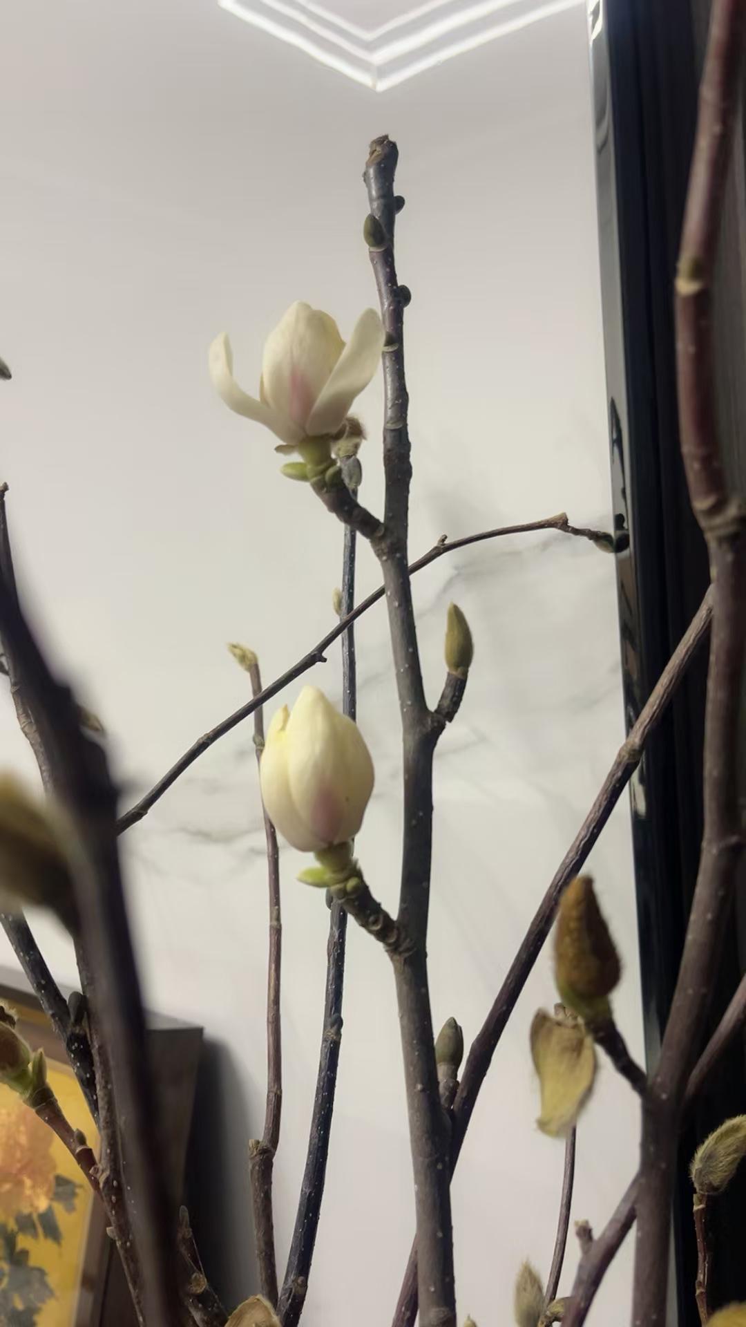 春意盎然，一枝梅花绽放在墙边，静待花开。