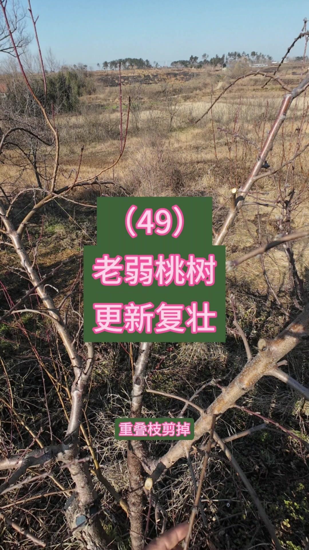 老桃树老化别着急挖！试试这几招，明年照样挂满果～

🌿第一步：判断树势，留好主