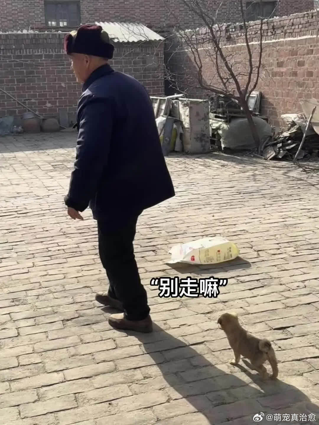 爷爷和小狗萌宠宠物