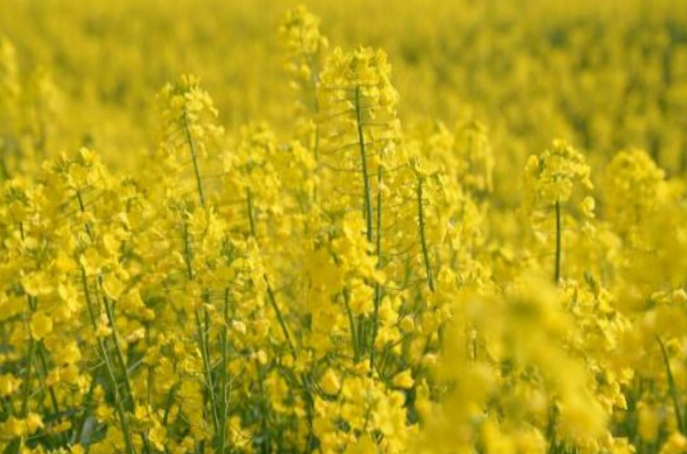 荆州春日打卡必去！八岭山万余亩油菜花盛放，拍照出片不踩坑
阳春三月，春风一吹，荆