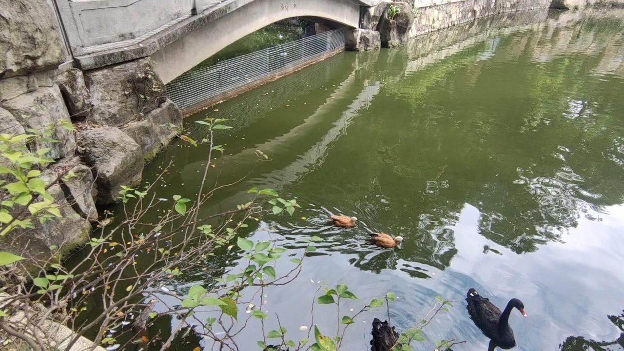 谁能想到!东莞市区人民公园深处竟有这样的宝藏角落~
一池碧水环绕绿树繁花，几对黑