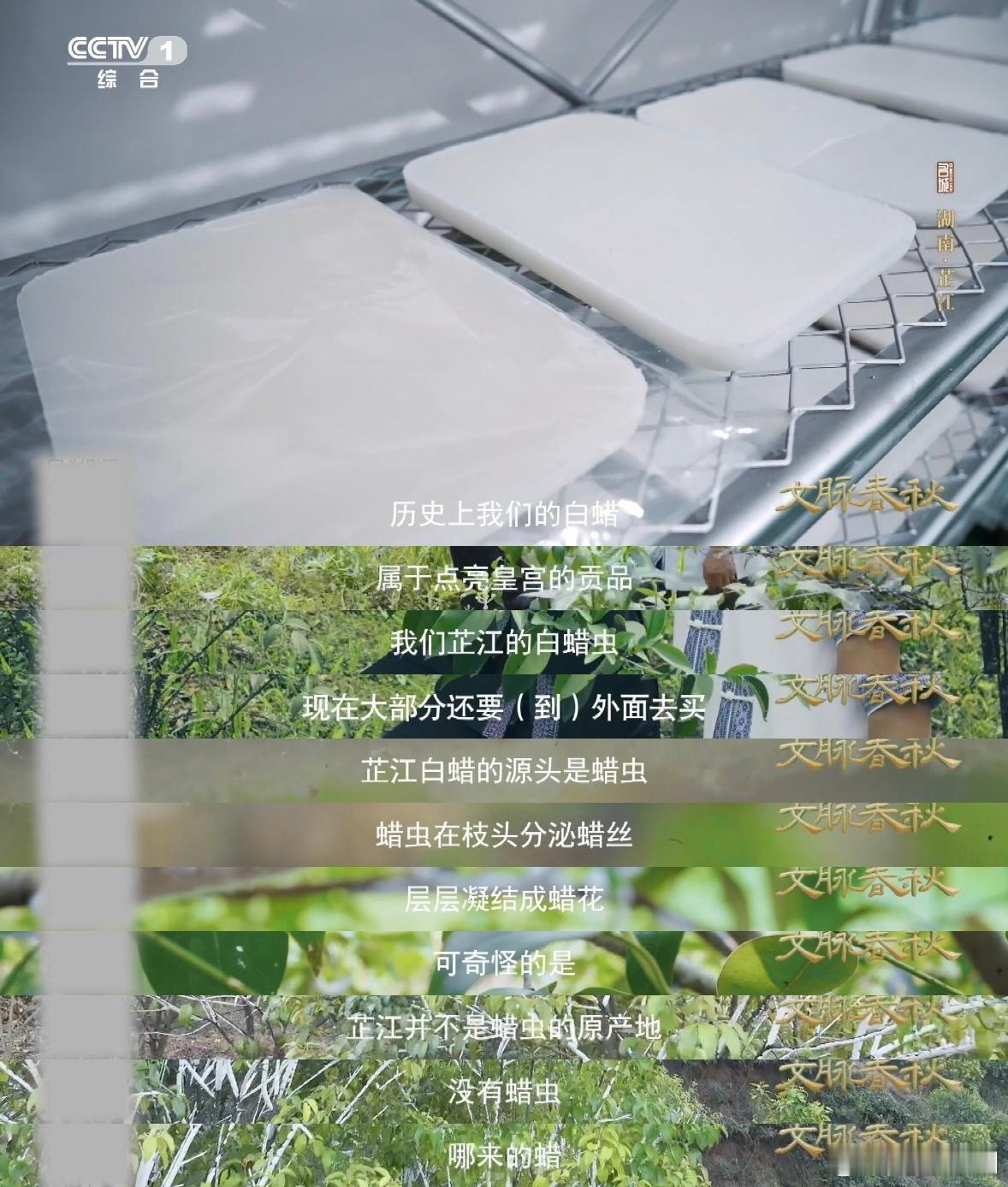 盛夏山林里的白色枝条是啥这种蜡居然是虫子产的 冷知识又增加，虫白蜡不是石蜡，不是