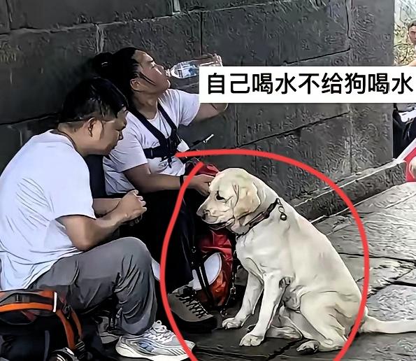 真的看无语了！盲人夫妻带导盲犬爬泰山，结果狗被收回，这仨错真没法洗——
 
1.