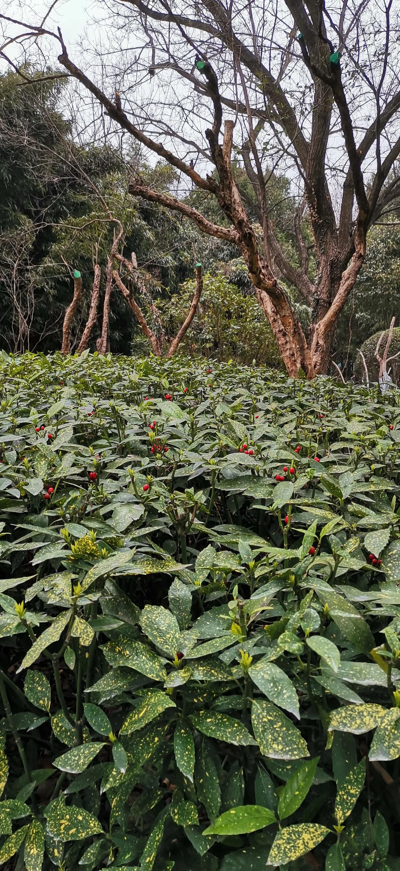 分享一张好看的照片