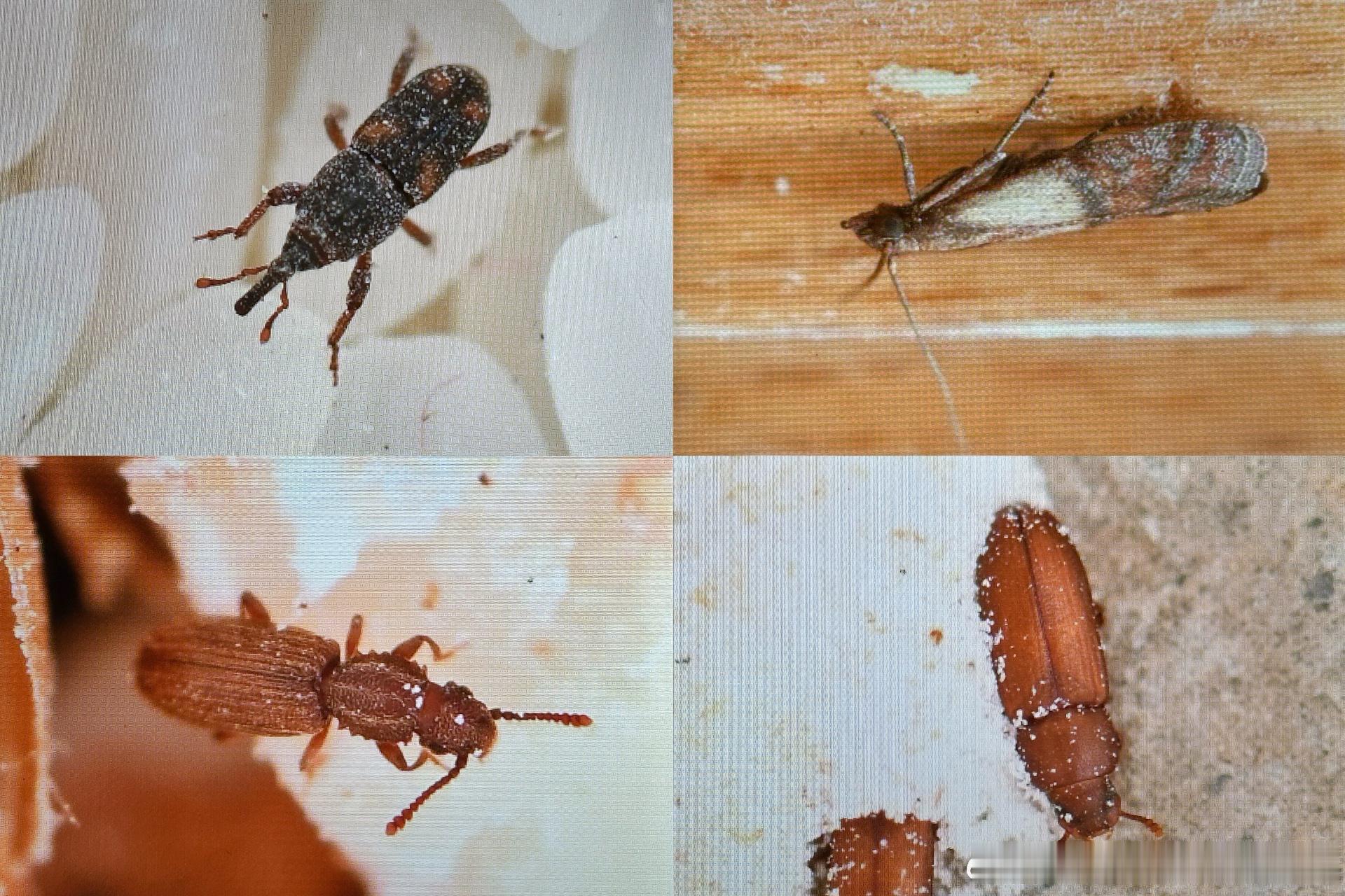 陈旧的粮食做出了重大贡献…🪲想着看看，您家粮食生虫儿了么？ ​​​
