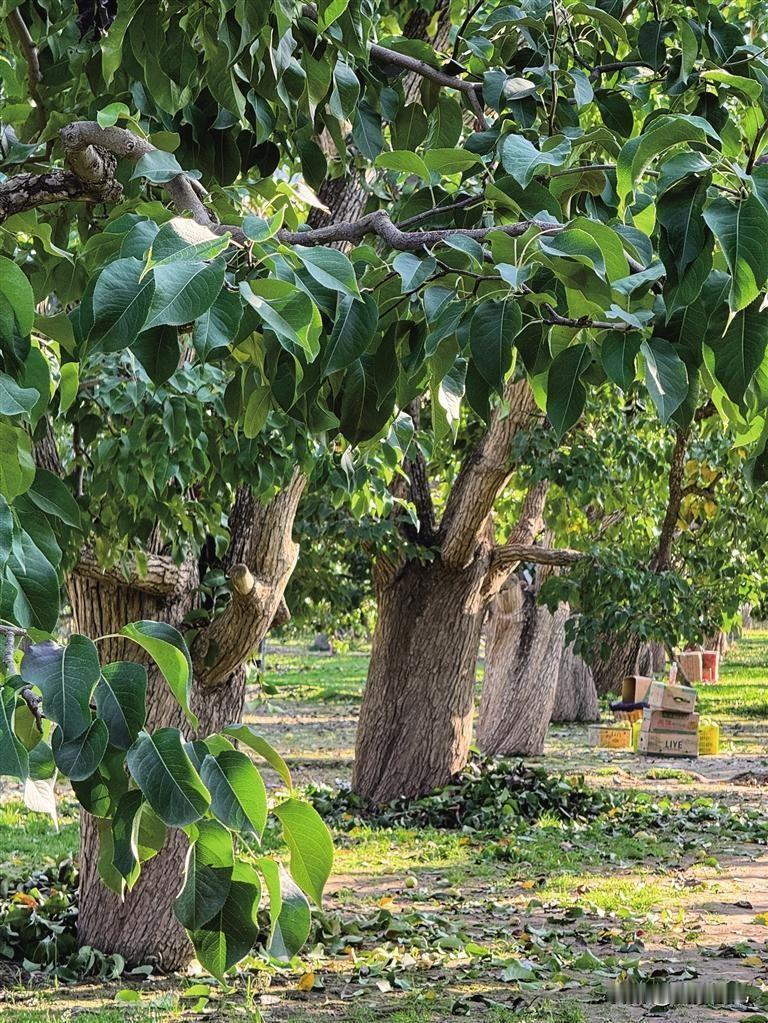 甘肃皋兰软儿梨演绎农业文明与产业创新双传奇[赞]
这个冬天，北上广深的果盘里，出