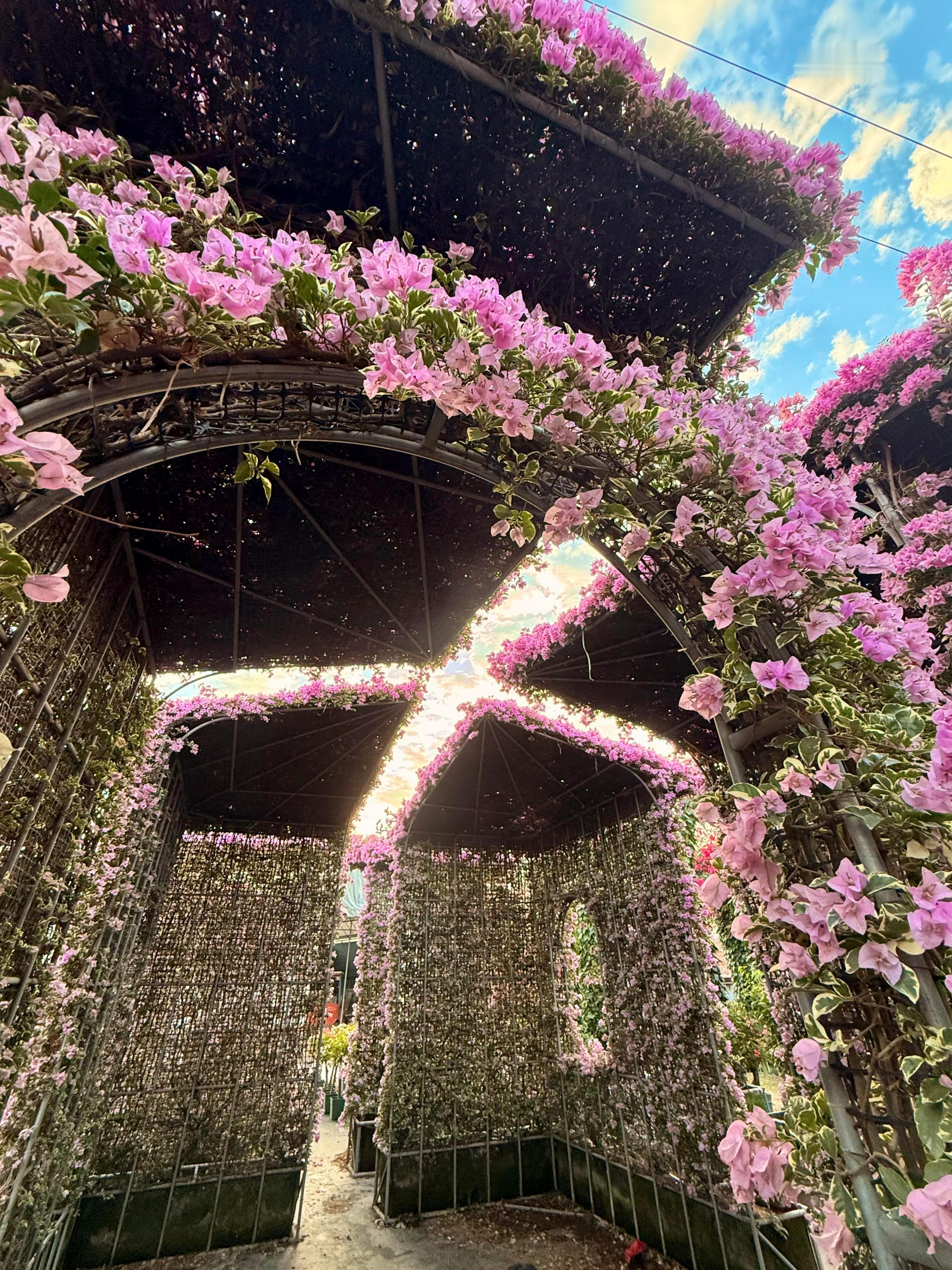 漳州拍花血脉觉醒了 