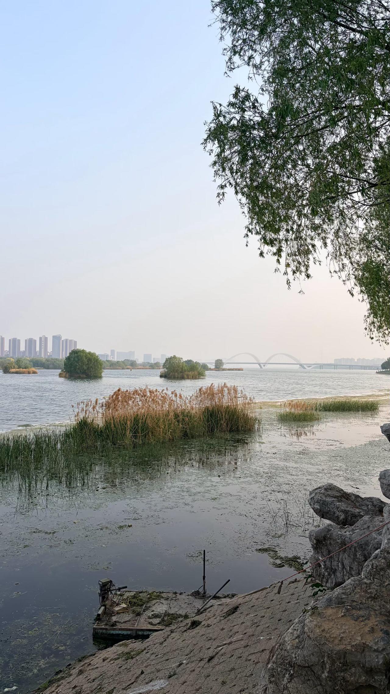 养虾记。我养了二十四只虾，也许是二十五只，没数清。虾是很小的虾，我们老家叫湖虾，