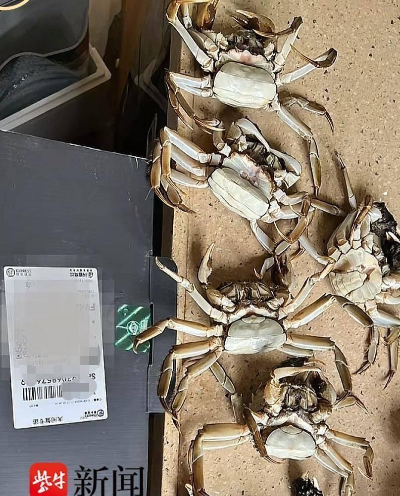 【顾客疑AI合成死蟹视频骗退款】死蟹公母不同顾客AI造假露破绽 近日，江苏苏州一