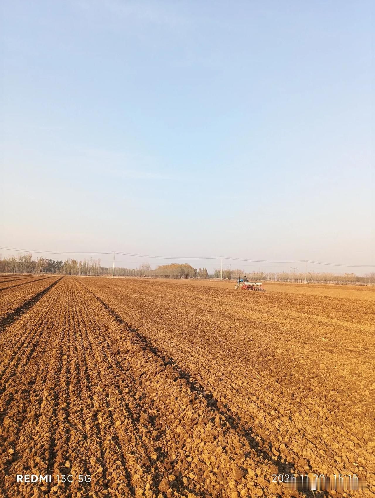 终于耩上了麦子！
今天（11月20日）终于耩上了麦子，还有两天就到小雪节气了，比