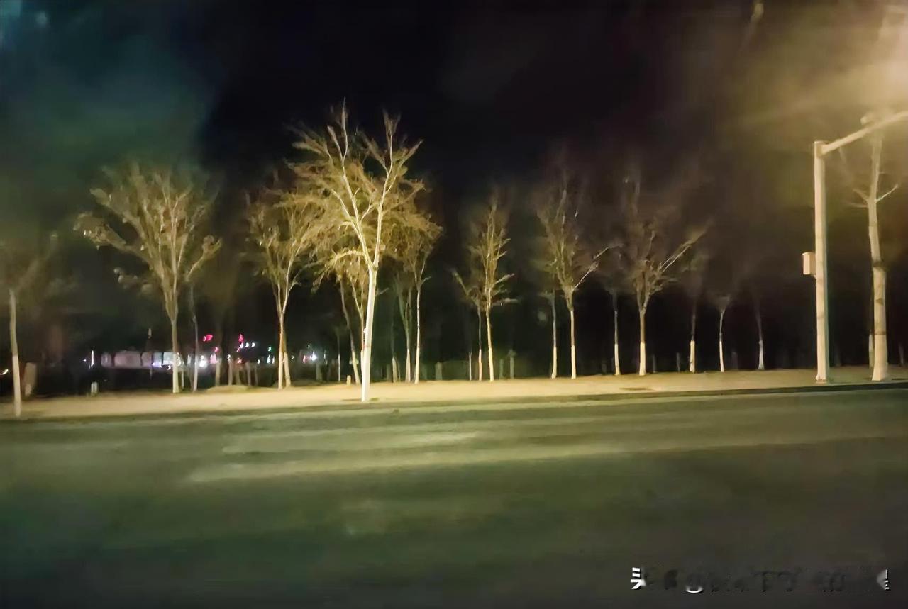 深夜路边这排树，看得我心里忽然暖了
 
大晚上开车路过条没人的路，抬眼就瞅见这排