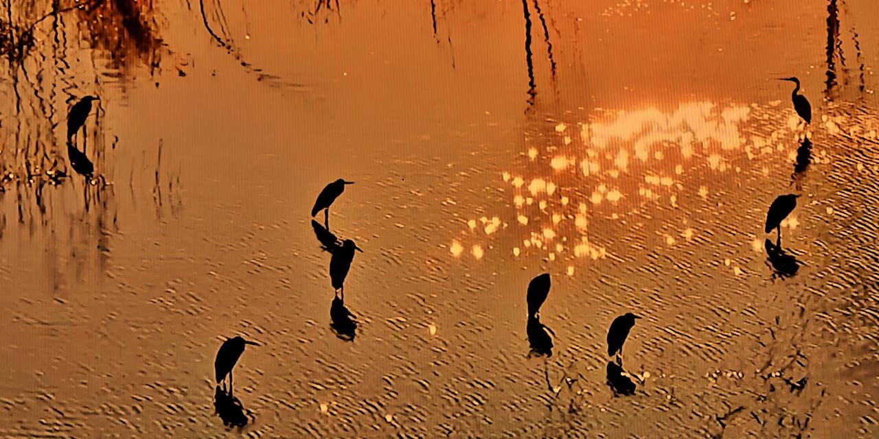 夕阳西下，湖面波光粼粼。一只只马岛鹭鸟，挺立其上，犹如翡翠点缀。它们的羽毛染上了