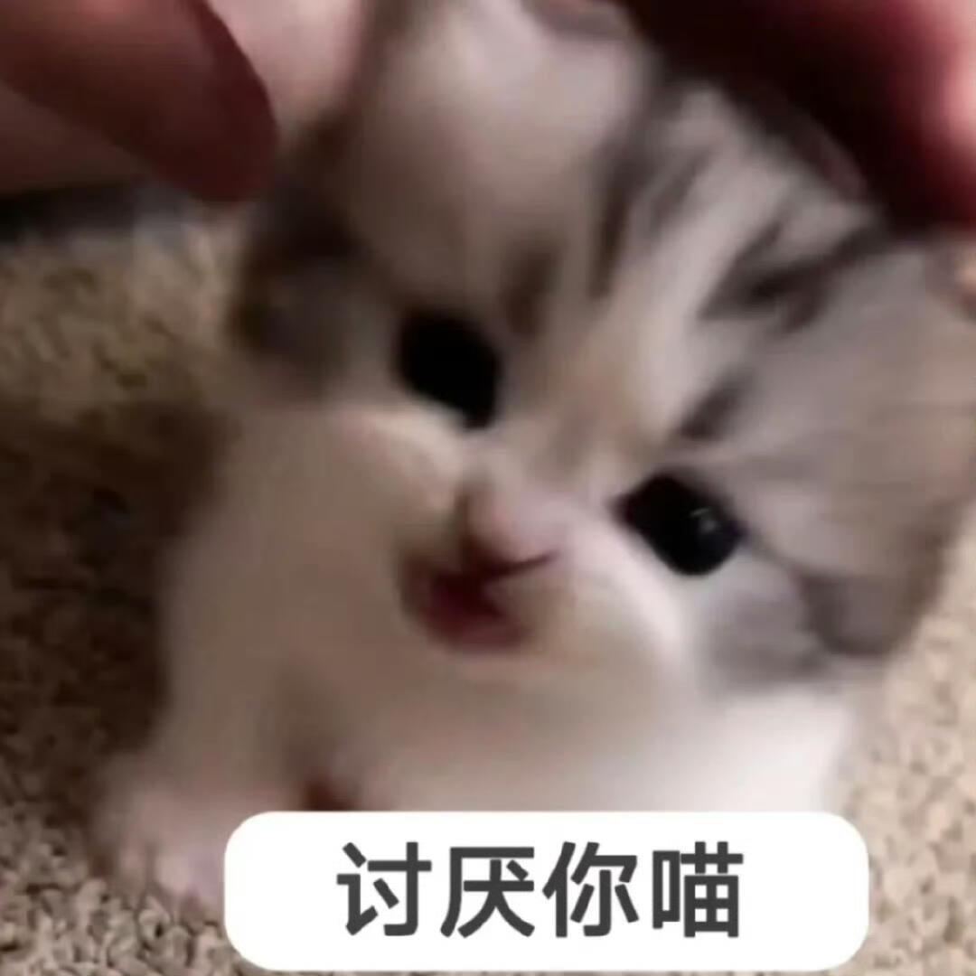 猫meme表情包 