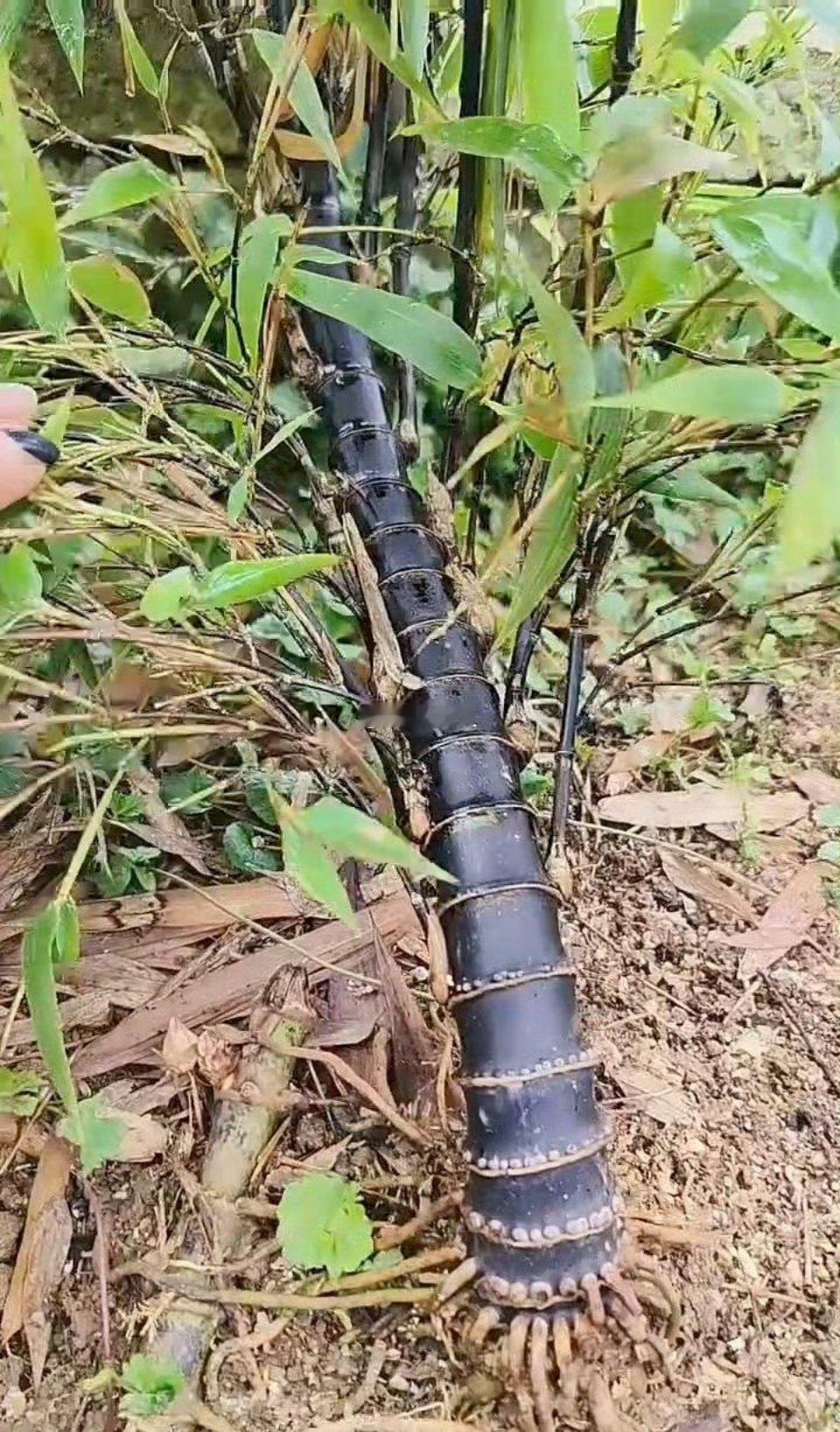 闺蜜今天从老家发来的照片，她说从来没见过这种竹笋，想问问大家好不好吃？ ​​​