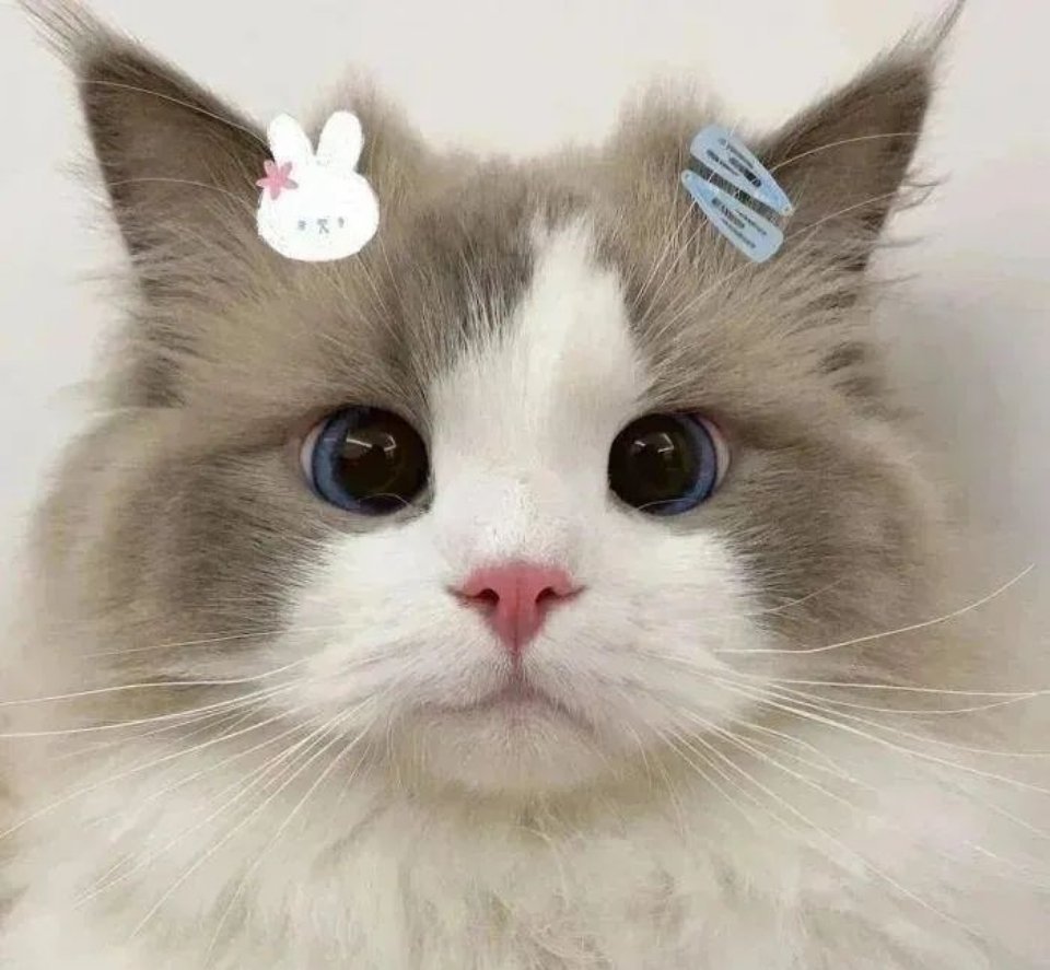 治愈系猫猫狗狗 ​​​