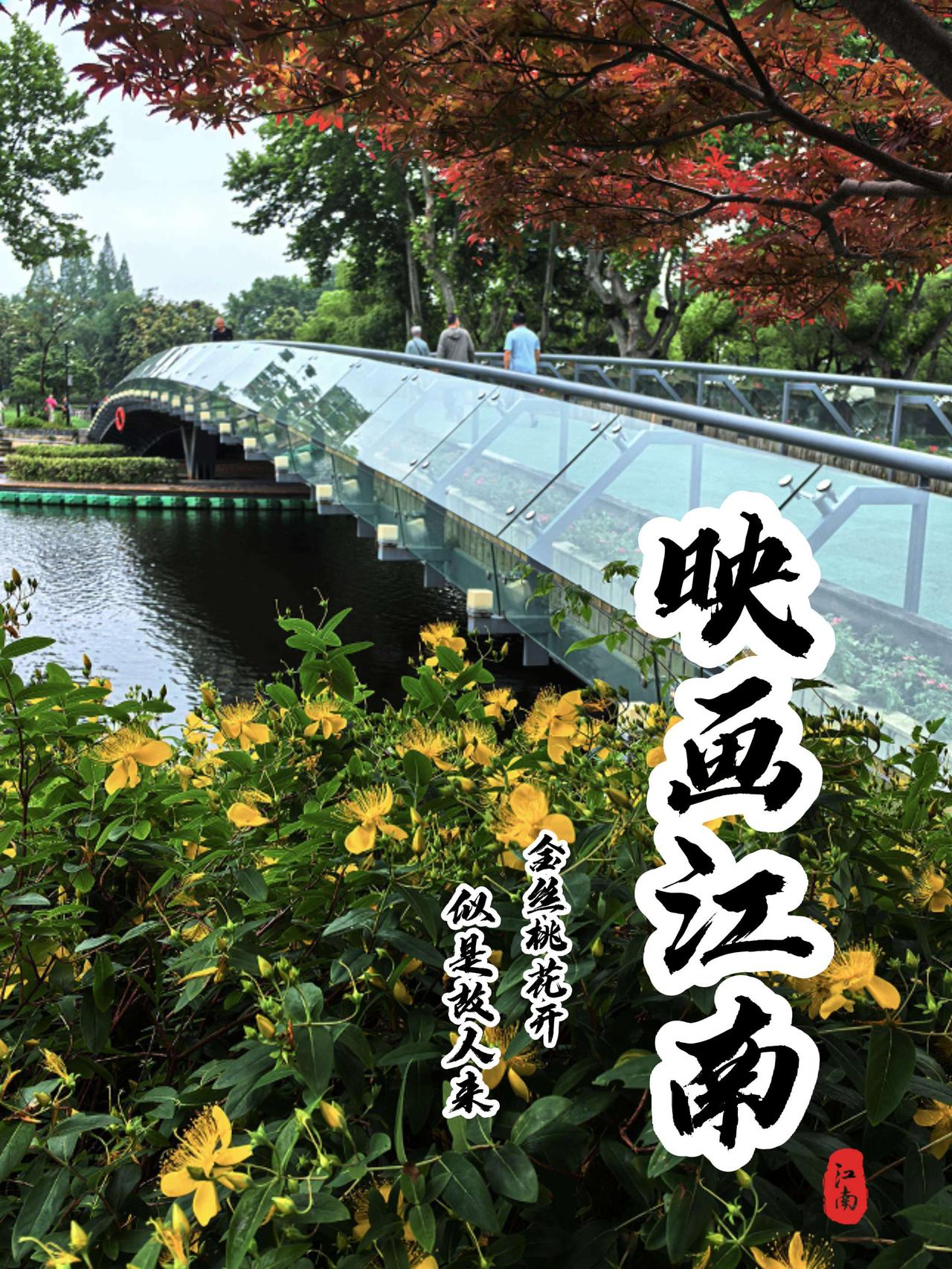 金丝桃花开，清凉又解毒。