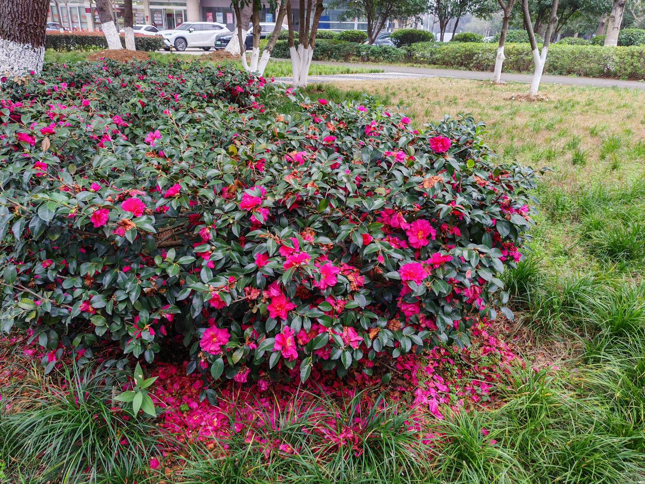 记录我的2026落红不是无情物，化作春泥更护花。