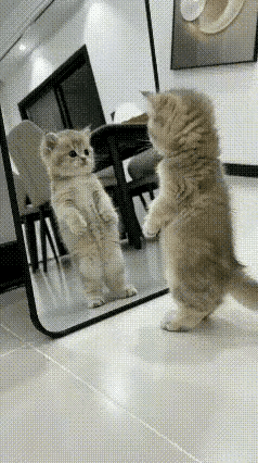 镜子里面这么会一个跟我一样的啊？我的毛灰灰的，他的毛也是灰灰的。我两只脚站起来，