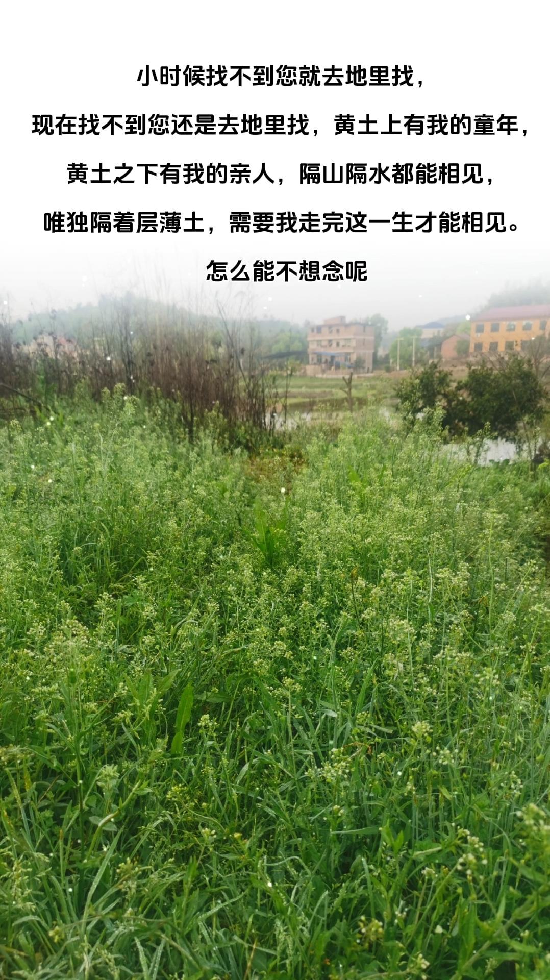 我的今日状态：😭伤心难过
我这里的天气：☀️晴天

小时候找不到您就去地里找，