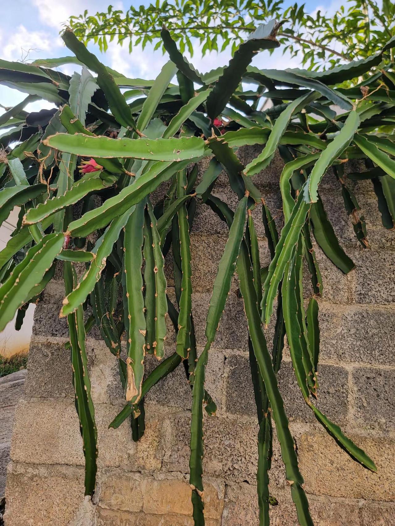 我家的火龙果。