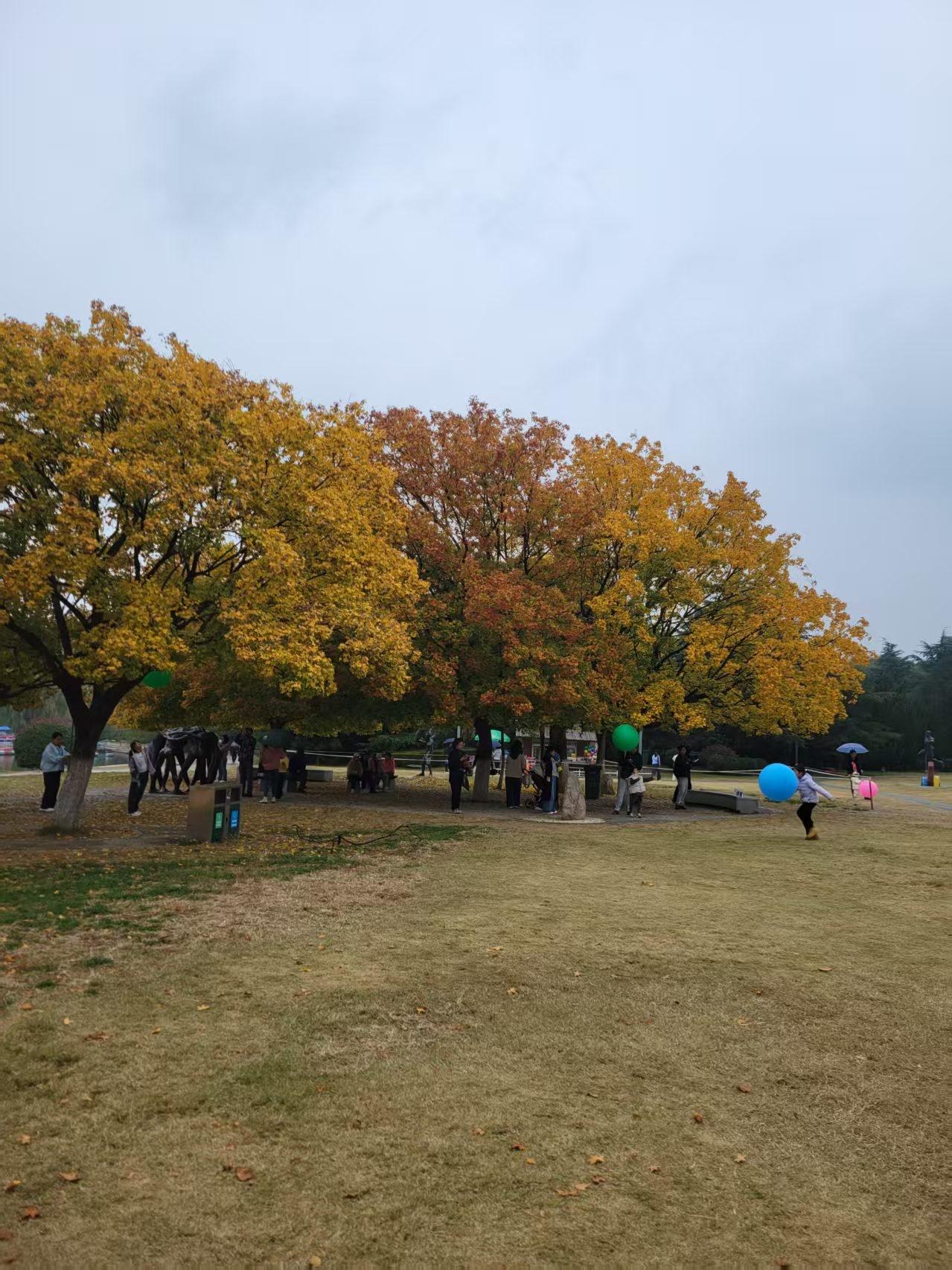 秋意渐浓，漫步公园，落叶纷飞，静享美好时光。偶遇不怕人的田园三花猫秋日公园美景