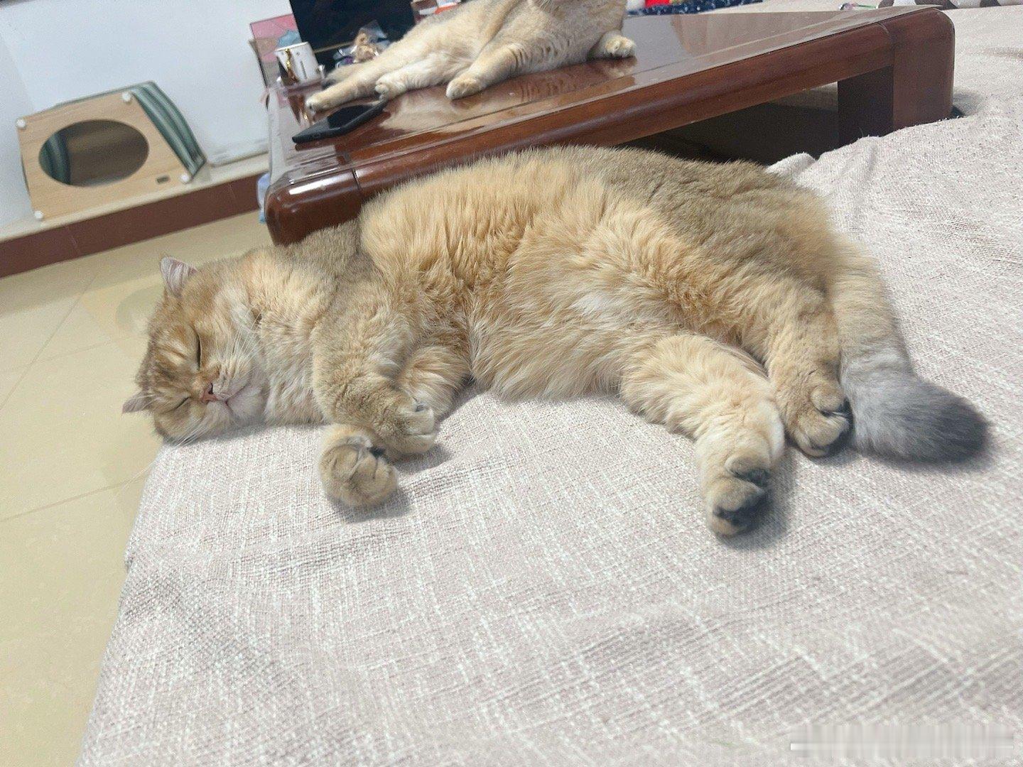 金克拉睡的好香呀#转发接龙开新年##萌宠闹新春# ​​​