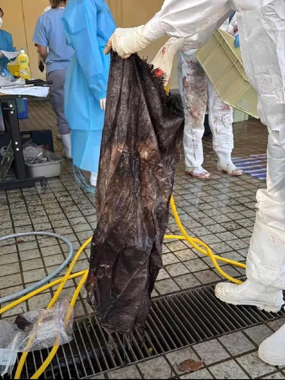 鲸鱼之死：体内的帆布袋，敲响的环保警钟

在那片本应是鲸鱼自由遨游的大澳海域，却