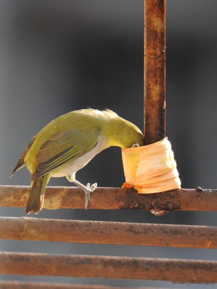 #鸟粉投稿# 喝水的暗绿绣眼鸟 ​​​