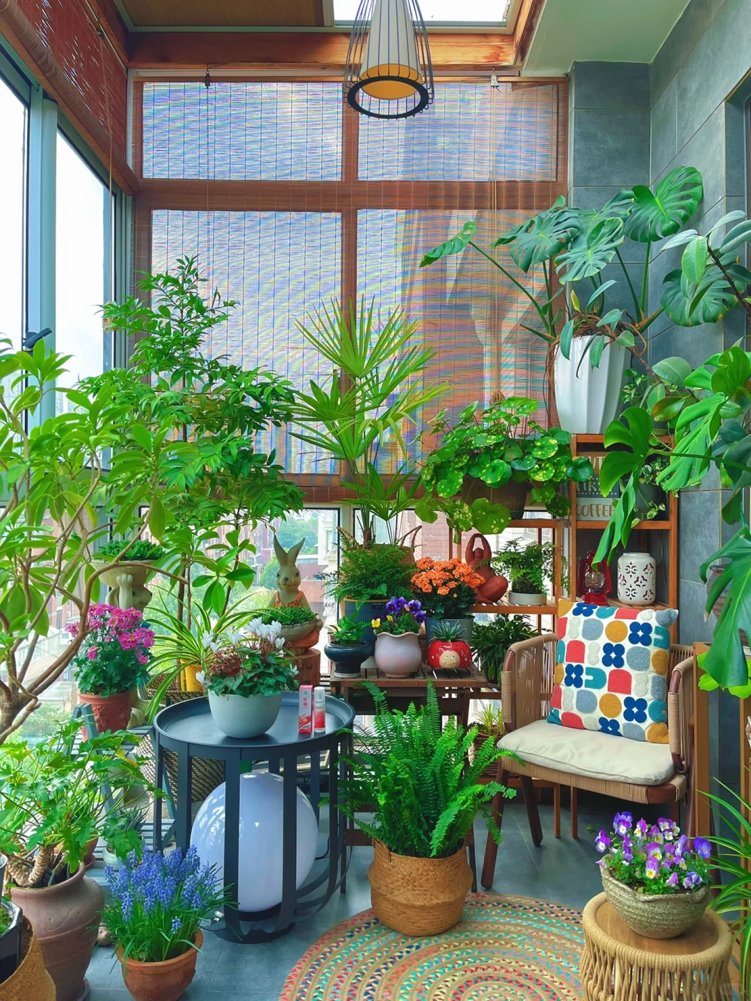 9m²阳台小森林种植经验分享｜植物虫害防治