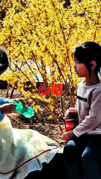今年春日，我的心愿极为简单。
我渴望赴一场春日之约，瞧瞧那油菜花铺满田野，桃花、