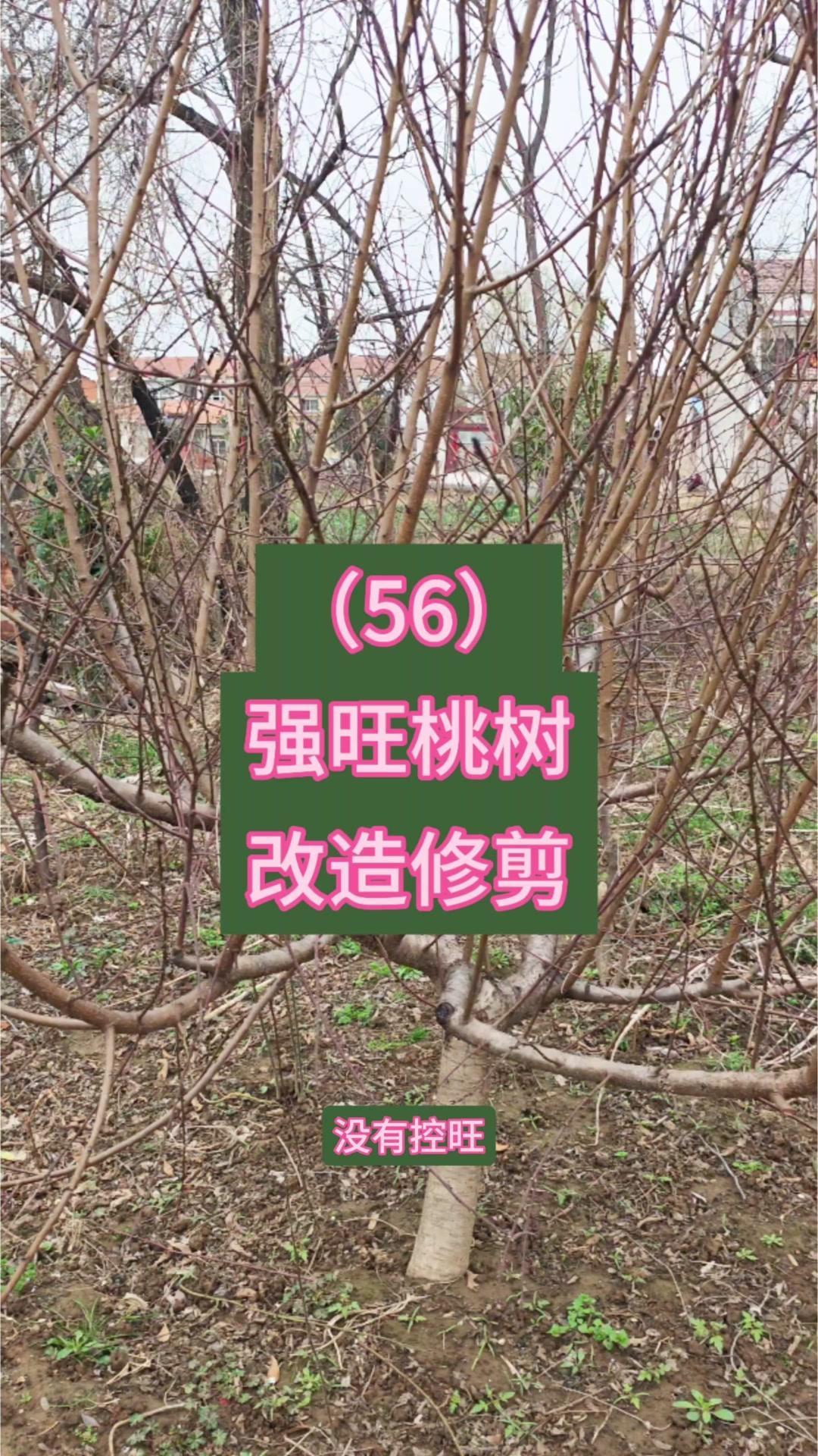 1️⃣确定主枝延伸头：先选角度合适的枝条作为主枝延伸头，对竞争枝条进行压缩处理。