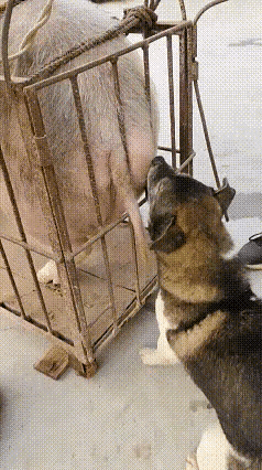 大肥猪被装在了铁笼子里，空间狭小，动弹不得，于是就给这个毛孩子创造了机会，这个毛