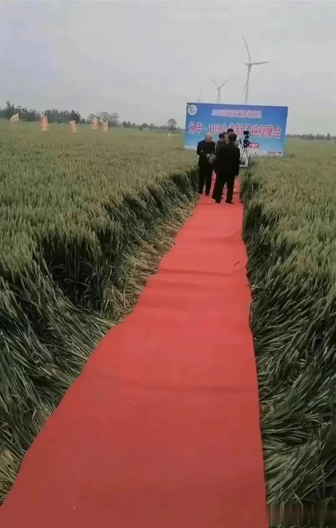 在山泉水清，出山泉水浊！
是哪位贵人在稻穗🌾沉甸甸时在田间开辟一条红艳艳的地毯