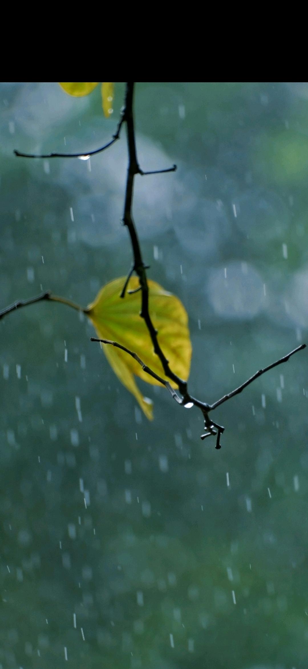 都是秋雨惹的祸

              文/李霞


秋雨成惯犯，
偷换黄