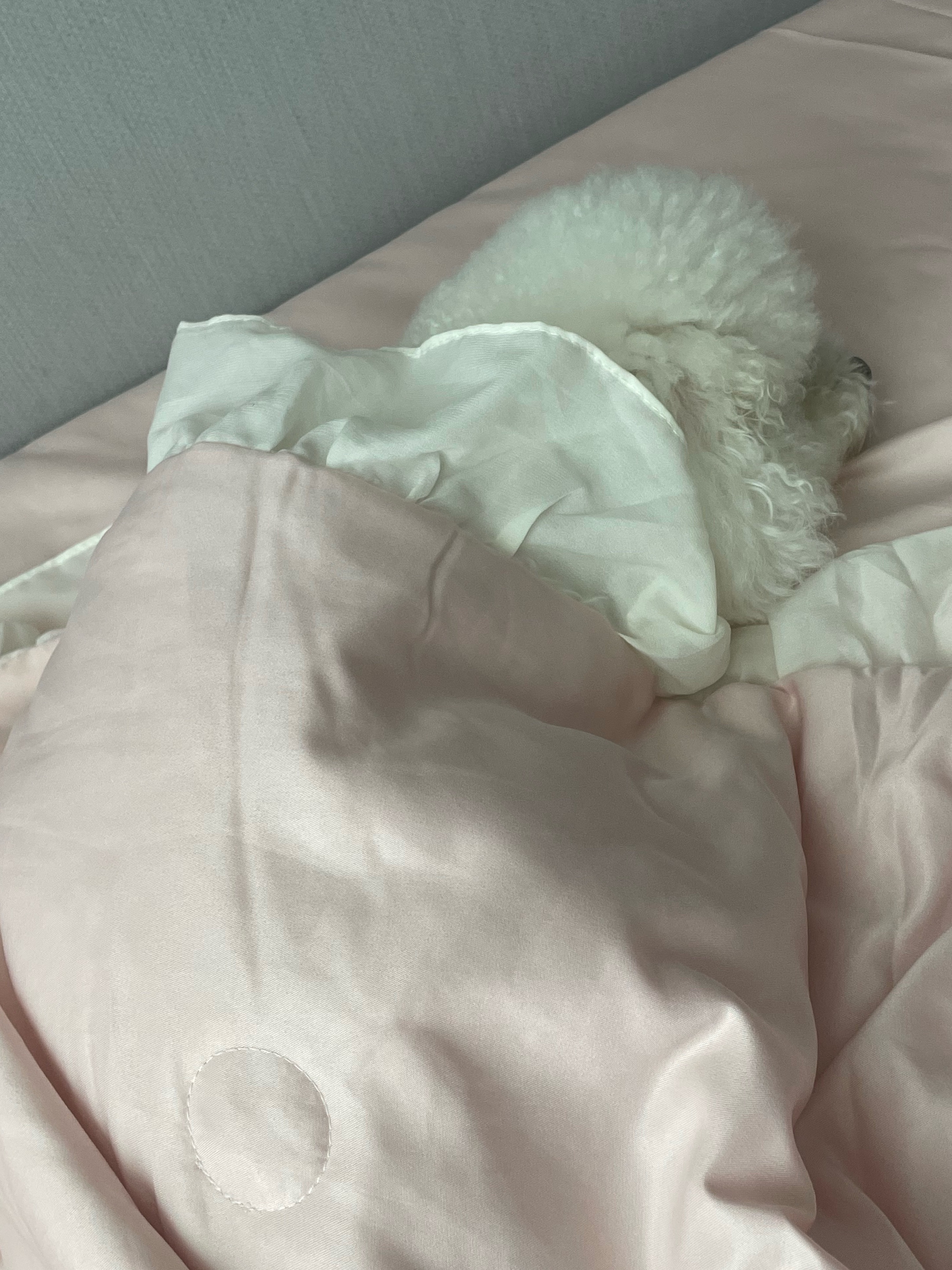 오늘 나는찌그러진치즈볼이될거야～ 